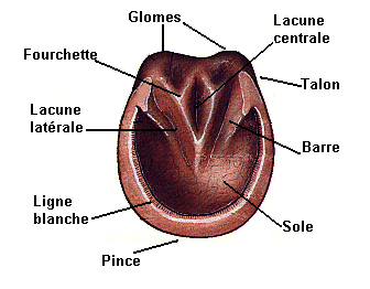 Anatomie du pied